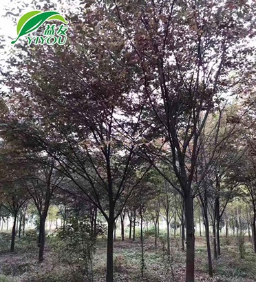 汽車發(fā)動(dòng)機(jī)密封墊片