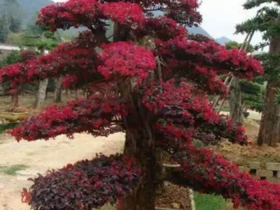 汽車散熱器水箱密封圈密封膠條